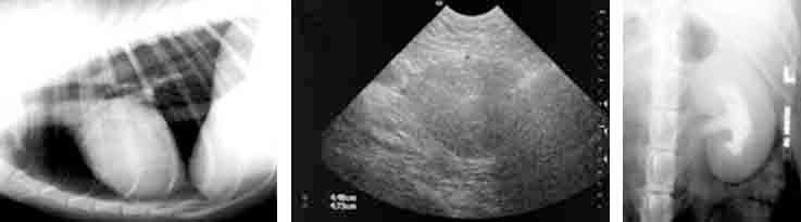 Dog chest radiograph